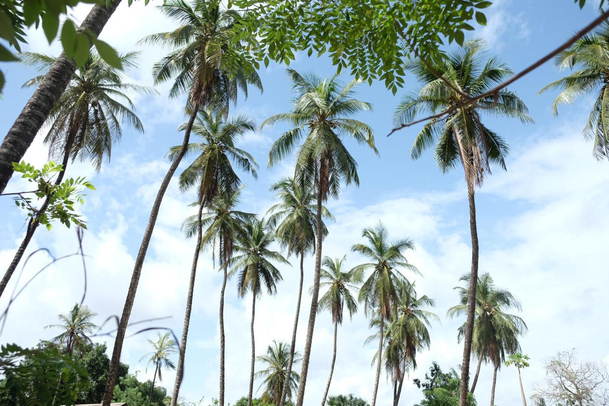 Centre Touristique Et Culturel Casamance Pensionat Diakene Ouolof Exteriör bild